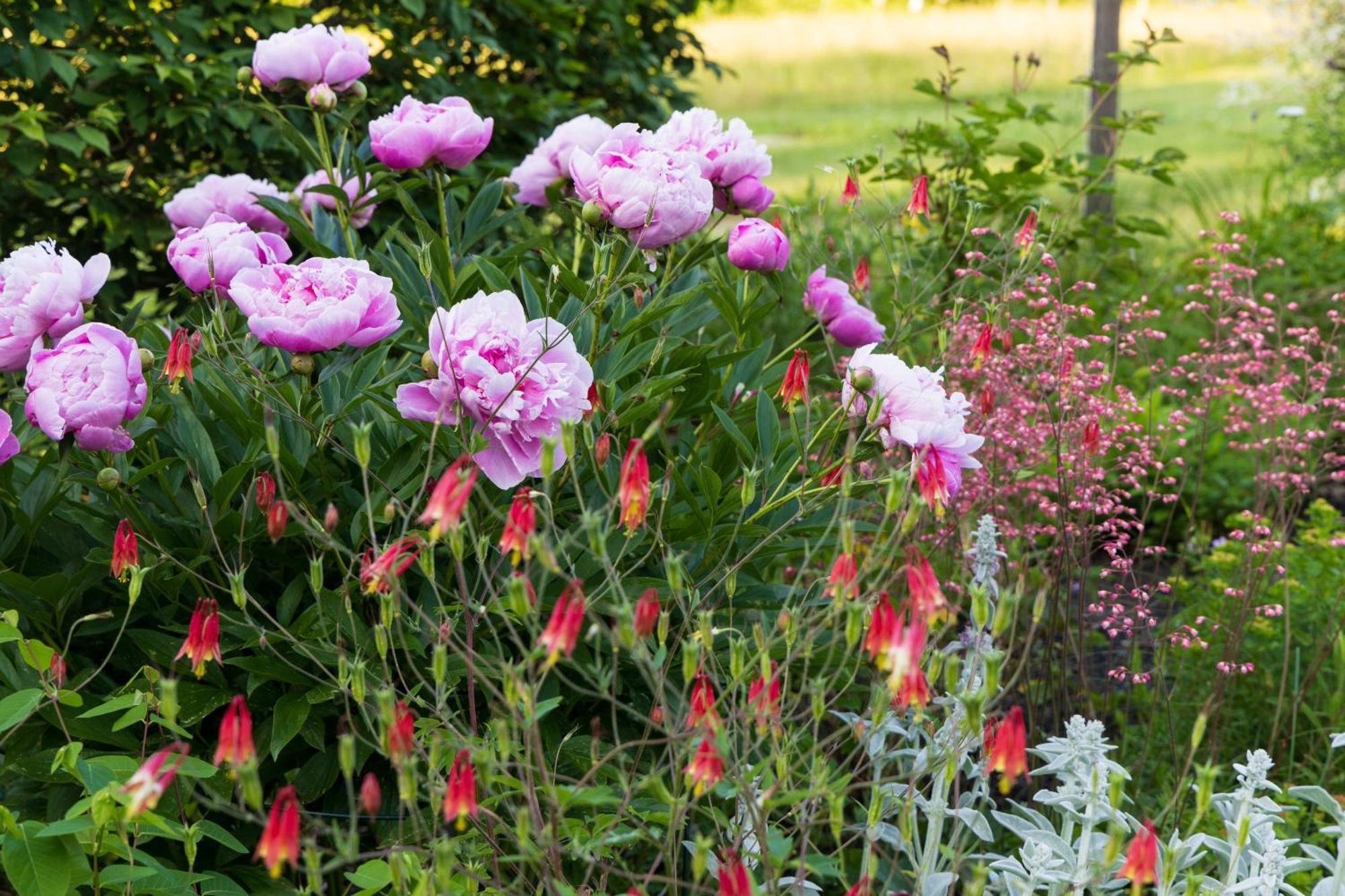 Maguire House Bed And Breakfast Ashburnham Buitenkant foto